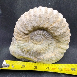 Cut Base Agadir Ammonite