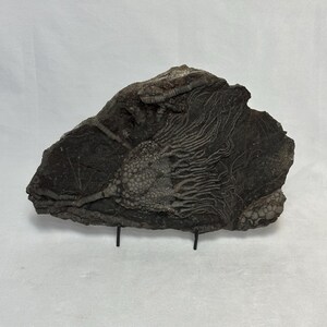 Stupendous Single Crinoid Plate