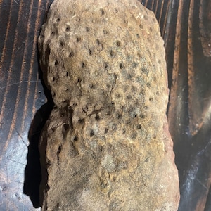 Fossilized stigmaria