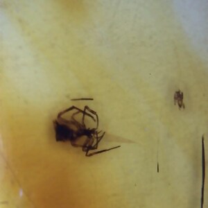 Spectacular Spider in Amber