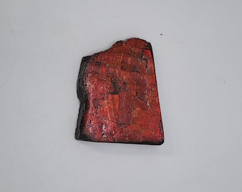 Fiery Orange Ammolite