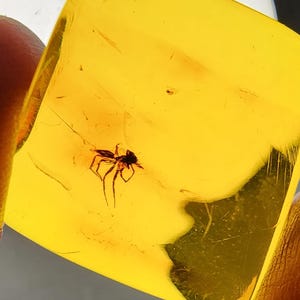 Amber with Spider Inclusion