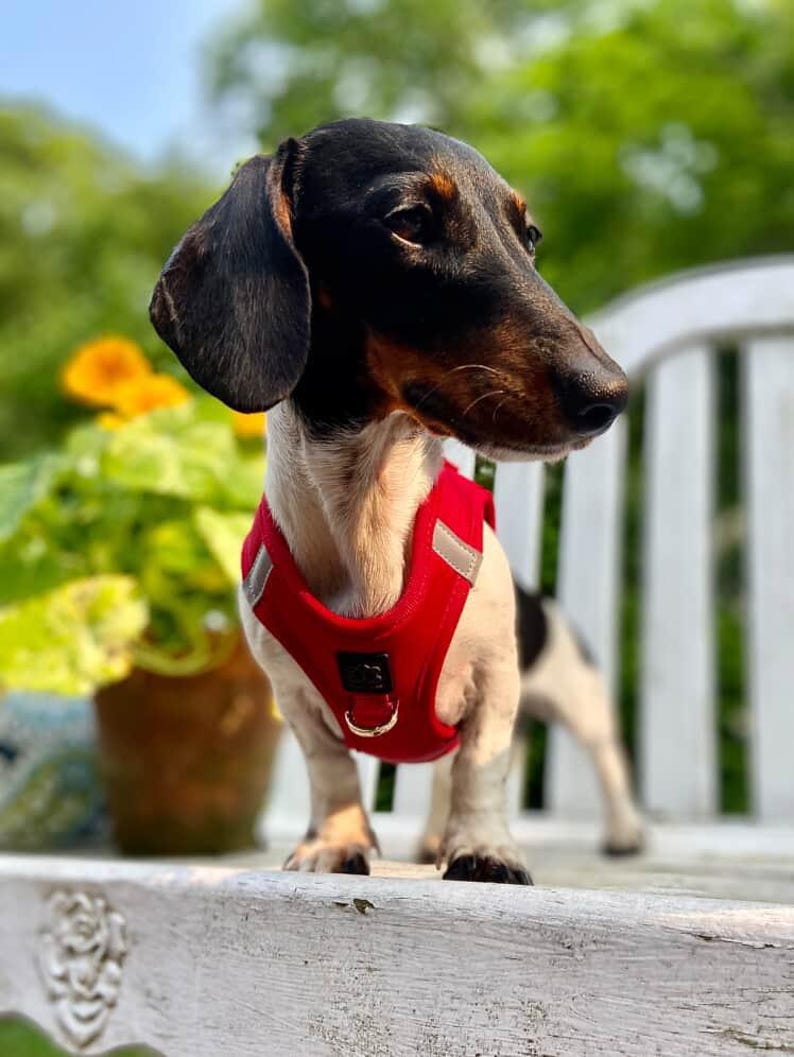 Dogistry harness colorway 3