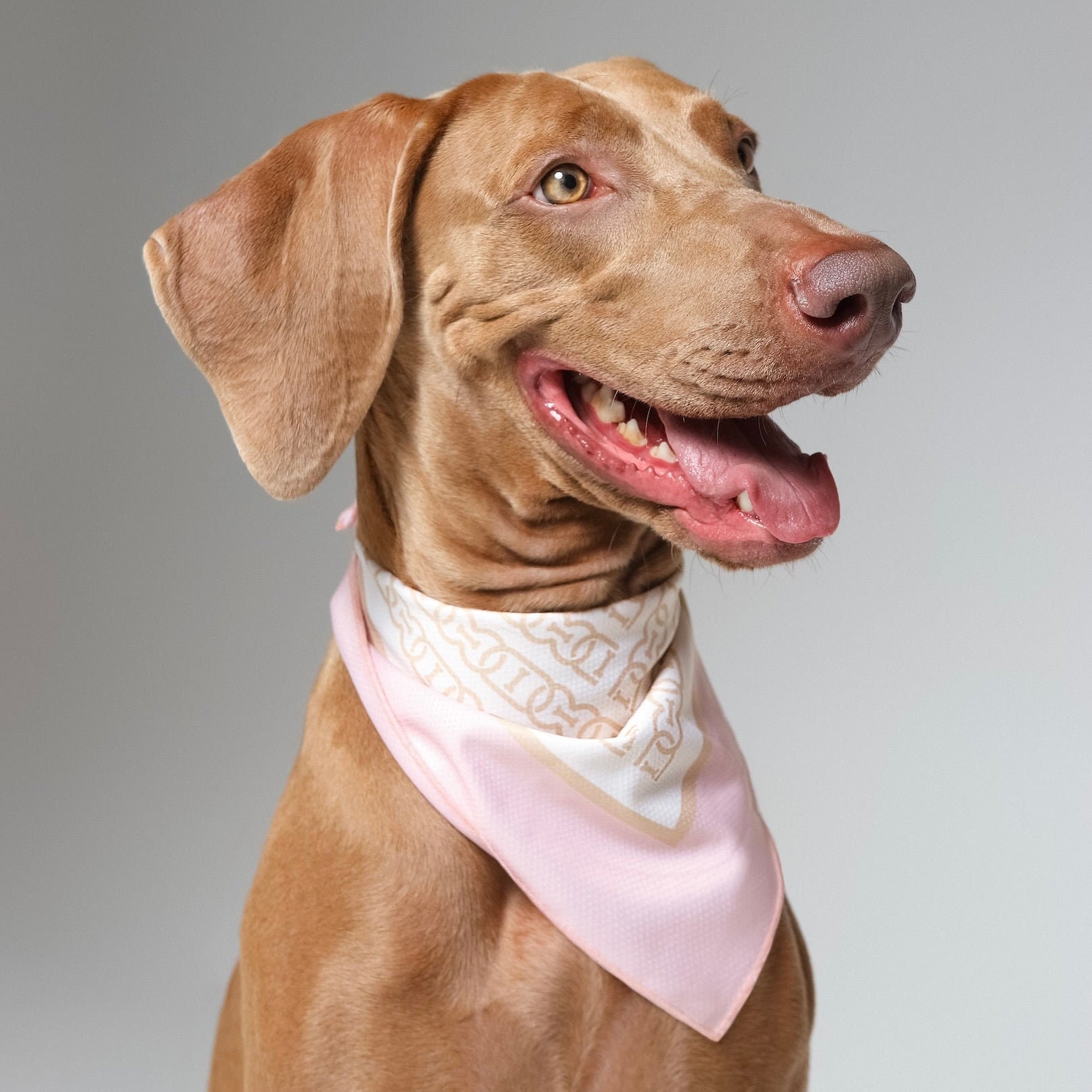 Dog cooling bandana online