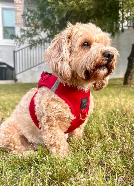 Soho Dog Harness Iconic Red