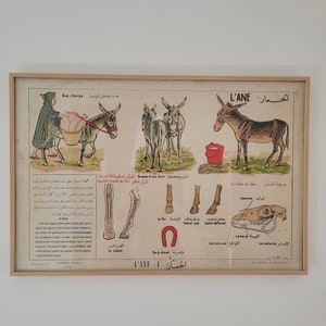 Affiche scolaire originale impression Tunisie double langues Français Arabe 1960