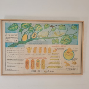 Affiche scolaire originale impression Tunisie double langues Français Arabe 1960