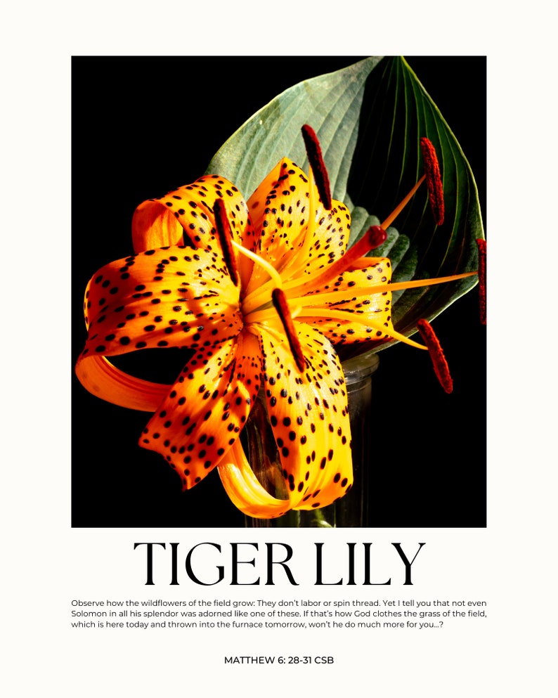 Matthew R Early Lilly Tiger Lily Photography With Bible Verse Wall Art - Matthew 6:28-31 ...