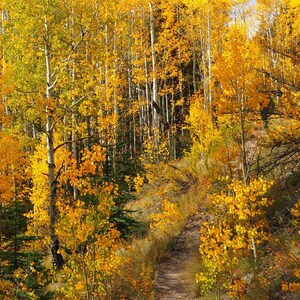 Walking Trail 2 (digital)