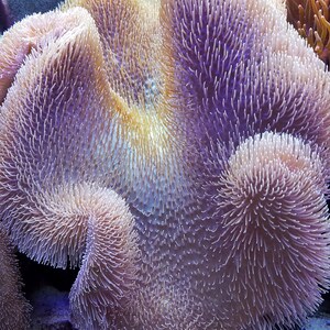 Aquarium Plant (digital)