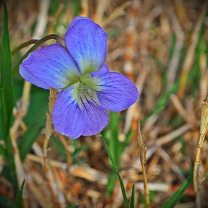 Flower miniature #2 (digital)