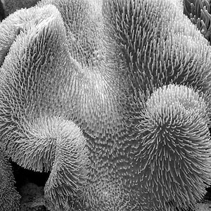 Aquarium Plant (digital)