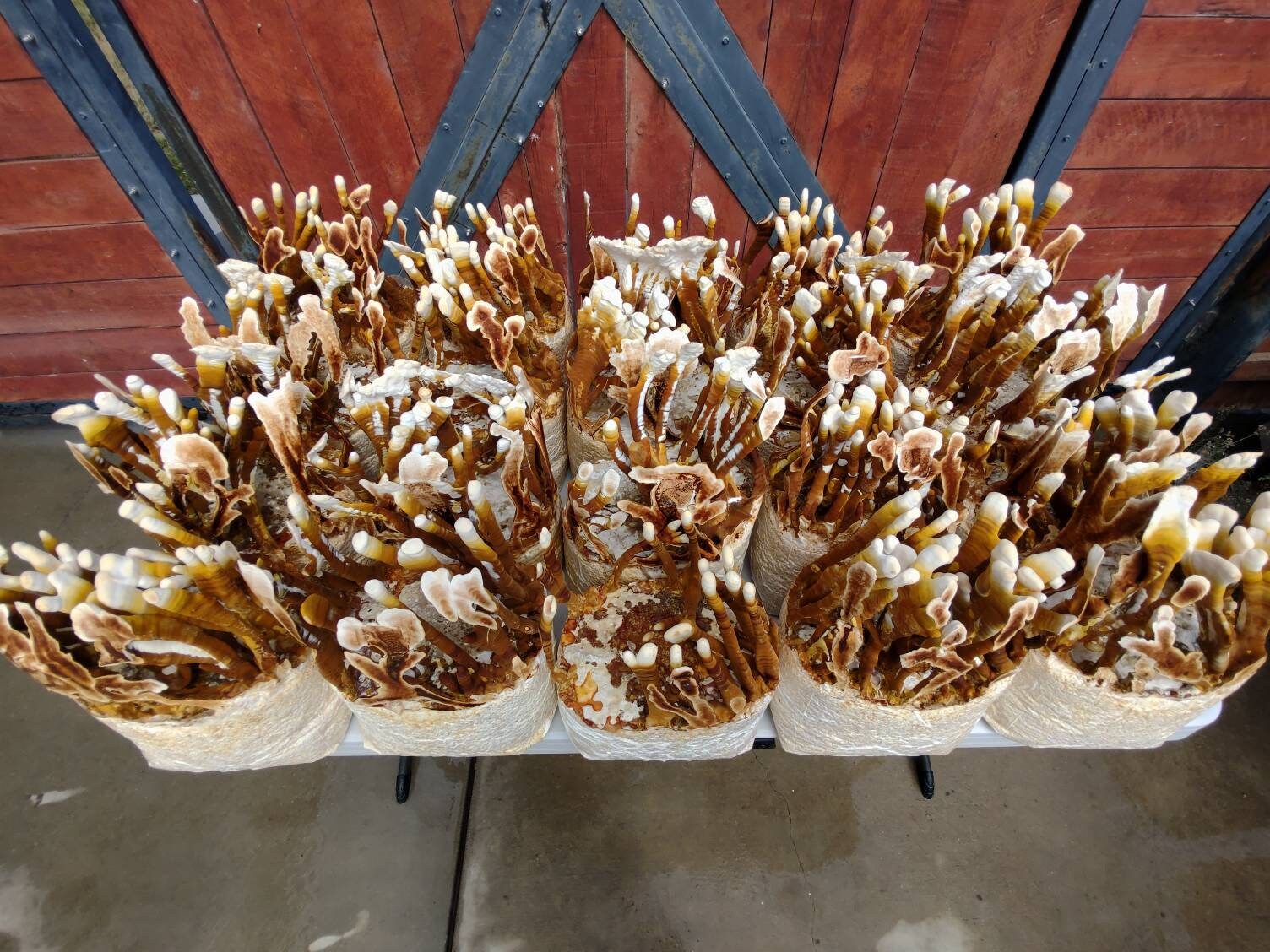 Dried Reishi Mushroom Mushroom of Immortality Reishi Etsy