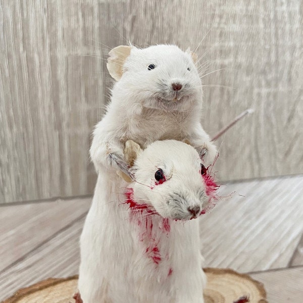 Made to order  Taxidermy Murder Mouse