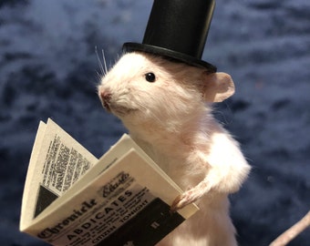 Taxidermy made to order gentleman mouse top hat reading the paper oddities curiosity funny gift gothic