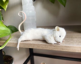 Taxidermy Cute Resting Mouse