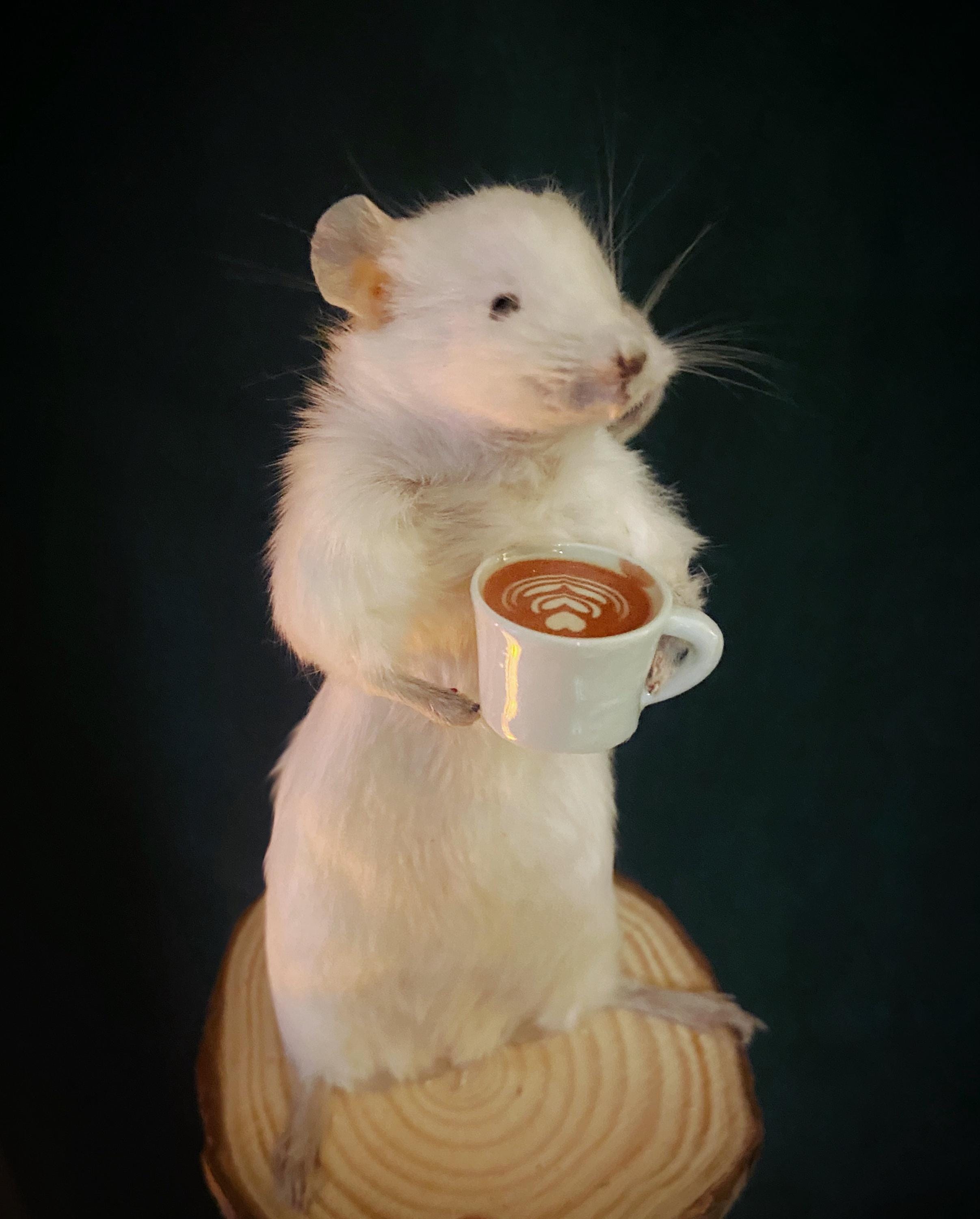 Taxidermy Hamster - Etsy Singapore
