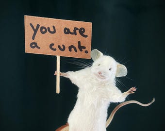 The Little Offender Taxidermy Mouse unusual gift girlfriend boyfriend husband wife funny offensive
