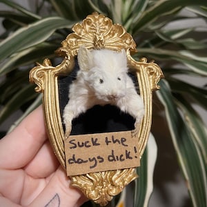 Könnte beinhalten: Ein ausgestopfte weiße Maus in einem goldfarbenen, verzierten Rahmen. Der Rahmen hat einen schwarzen Hintergrund und ein kleines Schild mit der Aufschrift "Suck the days dick!"