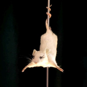 Peut inclure: Une souris blanche aux yeux noirs est suspendue la tête en bas à un poteau. La souris est suspendue par sa queue, qui est enroulée autour du poteau. La souris fait face à la caméra et ses pattes sont tendues.