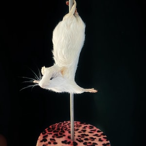Puede incluir: Un ratón blanco disecado está montado en una vara de metal con una base de estampado de leopardo. El ratón está colgado boca abajo con la cola envuelta alrededor de la vara.
