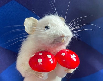 Taxidermy mushroom shroom mouse gift oddities curiosity