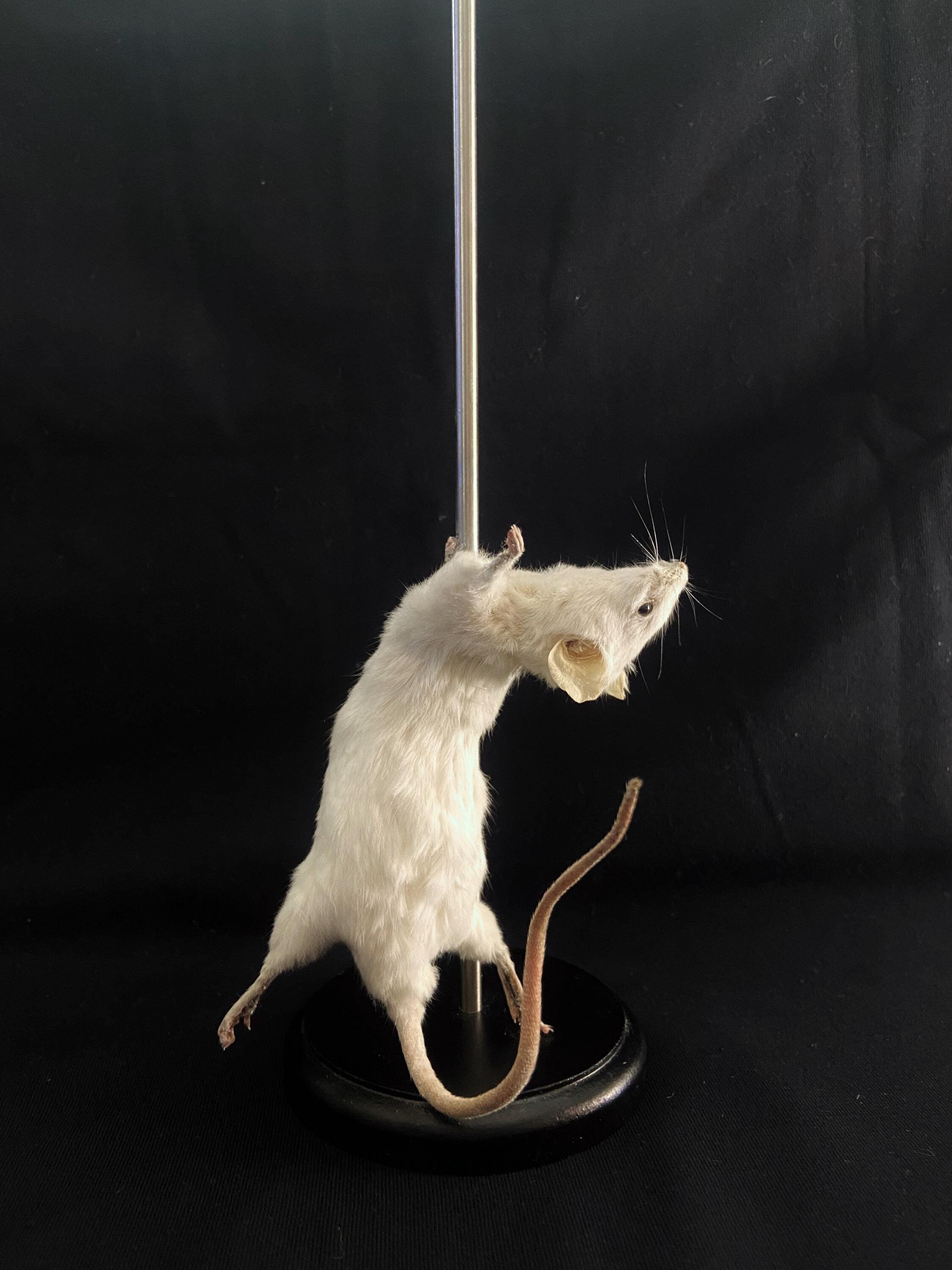 剥製ポールダンスストリッパーネズミ - Etsy 日本