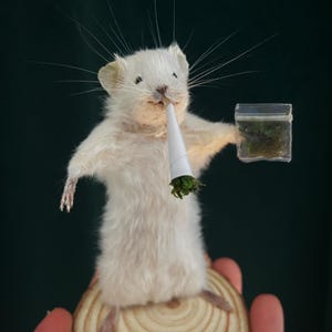 Topo tassidermico 420