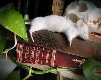 Taxidermy Sleepy head mouse unusual gifts naughty oddities funny decoration gothic
