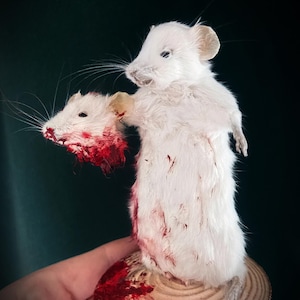 Puede incluir: Un ratón blanco disecado con la cabeza separada, exhibido sobre una rodaja de madera. La cabeza cortada y el cuerpo muestran manchas rojas. El ratón está colocado sobre un fondo oscuro.