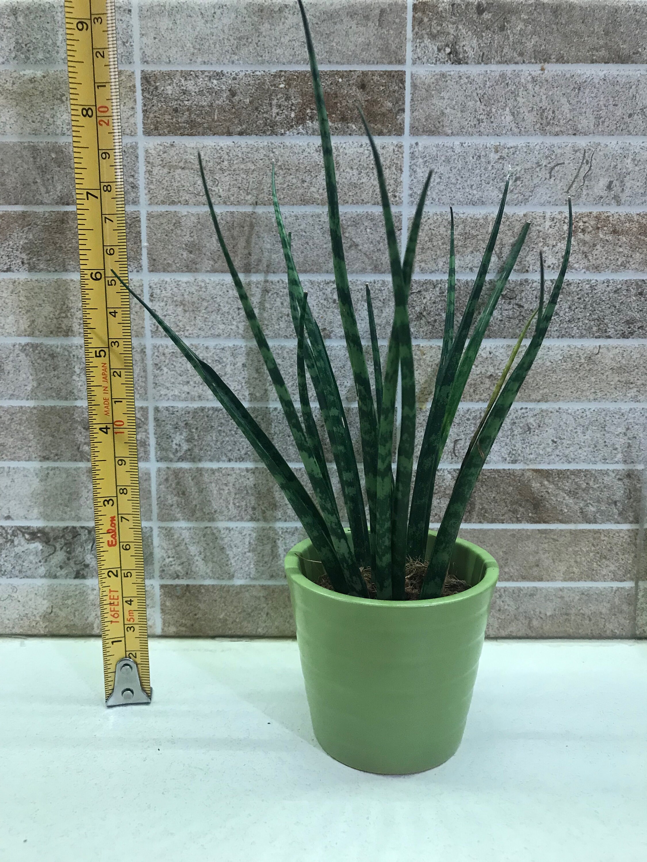 Sansevieria Fernwood 'mikado' - Etsy