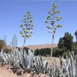 Mature flowering American Agave