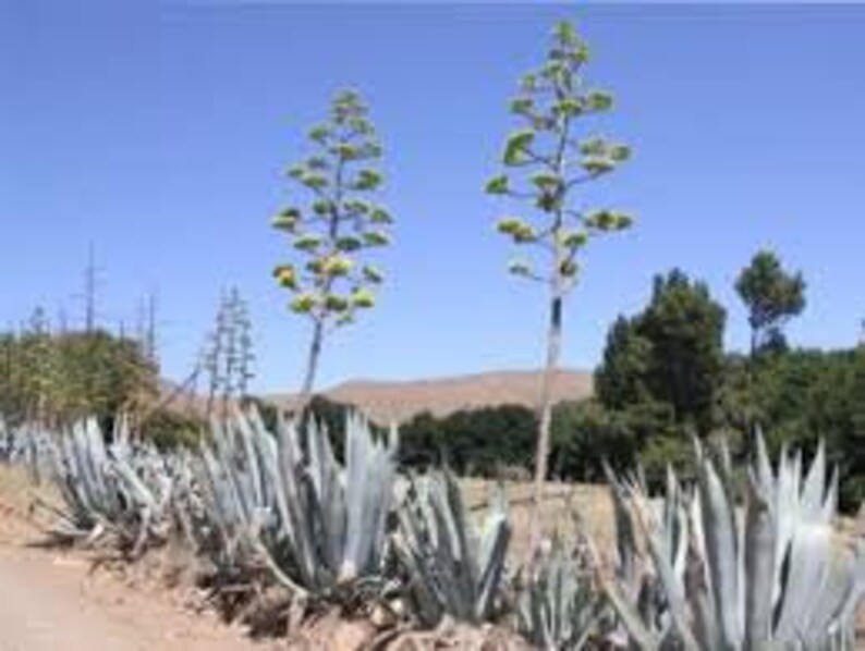 Mature flowering American Agave