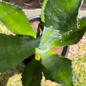 Agave Americana image 2