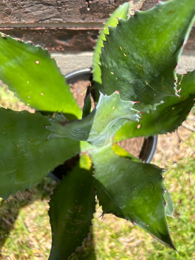 Agave Americana image 2