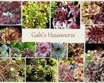 Sempervivum Hauswurz Ü-Pakete: Ab 10 Ableger, attraktive Sorten