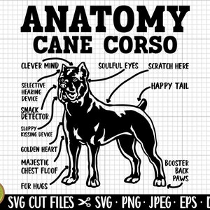 May include: A black and white illustration of a Cane Corso dog with anatomical labels. The labels include "Clever Mind", "Soulful Eyes", "Scratch Here", "Happy Tail", "Selective Hearing Device", "Snack Detector", "Sloppy Kissing Device", "Golden Heart", "Majestic Chest Floof", "For Hugs", and "Booster Back Paws". The text "SVG Cut Files SVG.PNG.JPEG. EPS DXF" is at the bottom of the image.