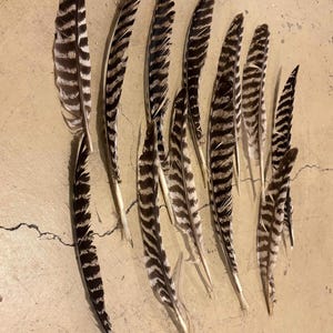 Large Wild Turkey Feathers ethically sourced in CO