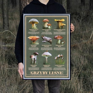 Waldpilze • Posterdruck