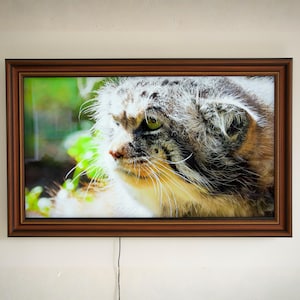 Può includere: Stampa incorniciata con un primo piano di un gatto di Pallas. Il gatto ha pelo grigio e marrone, occhi verdi e lunghi baffi bianchi. La cornice è marrone scuro, lo sfondo è verde sfocato.