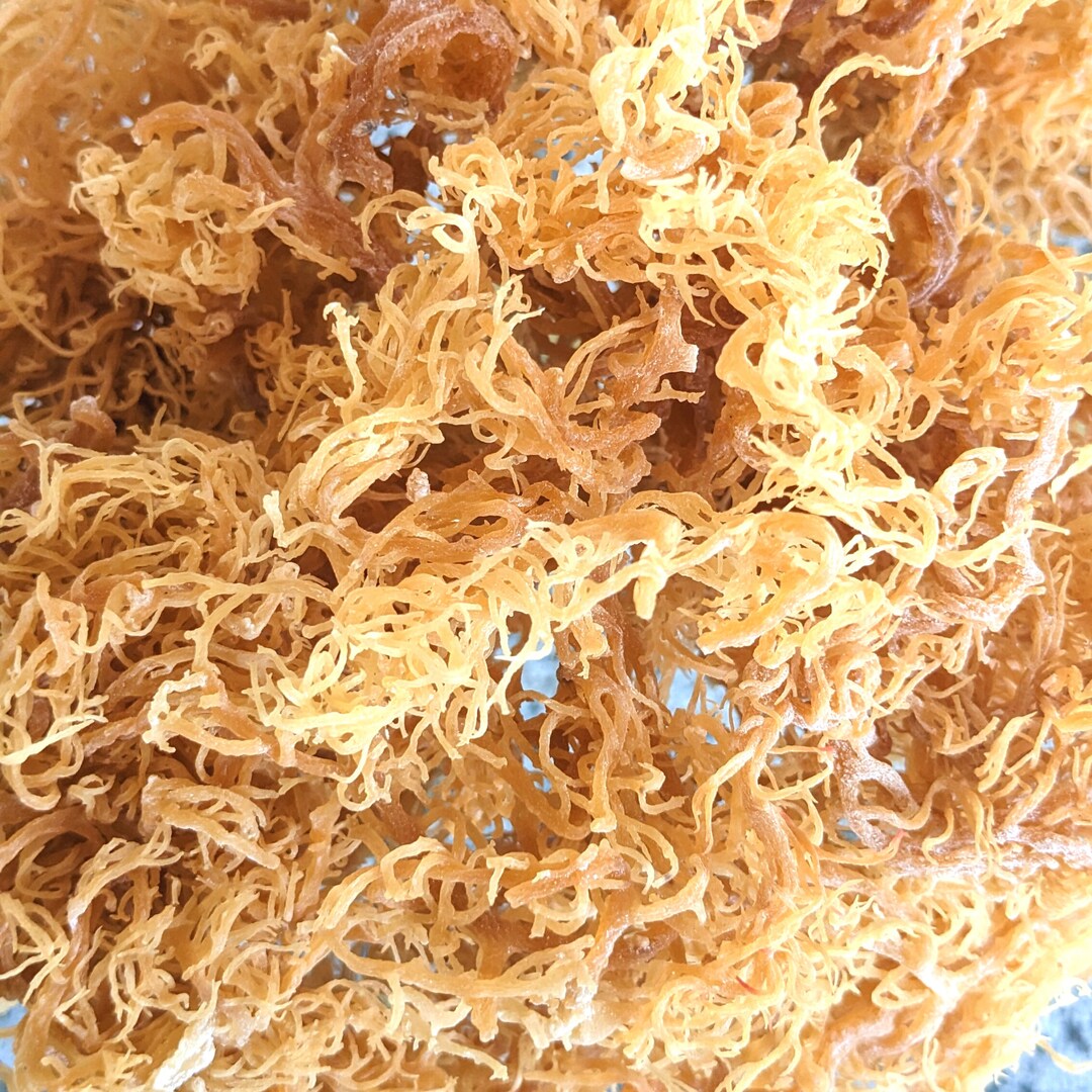Raw Sea Moss Organic Gold DrSebi 1st Grade Irish Moss WildCraft St Lucia Cottoni