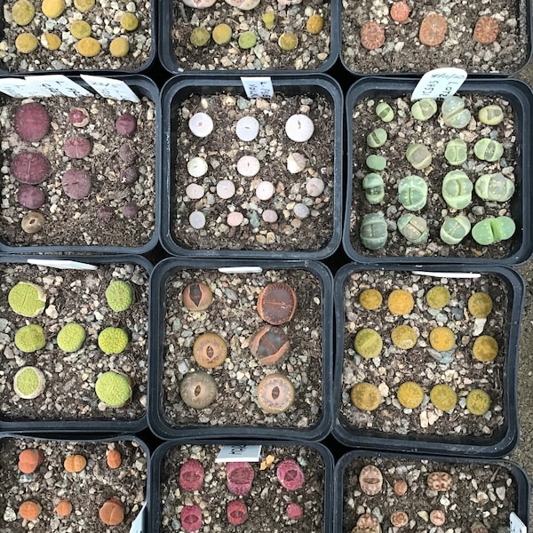 Lithops Seed Mixture - 150+ seeds - Living Stones - small, colourful succulent plants from South Africa