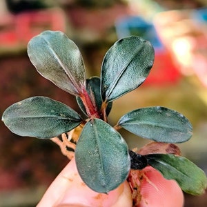 Bucephalandra Brownie Helena | Aquatic Plant