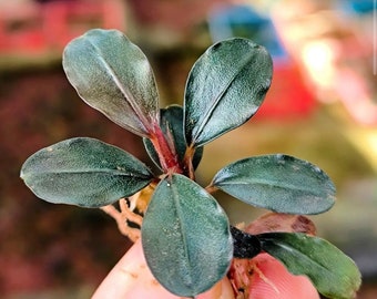 Bucephalandra Brownie Helena | Aquatic Plant