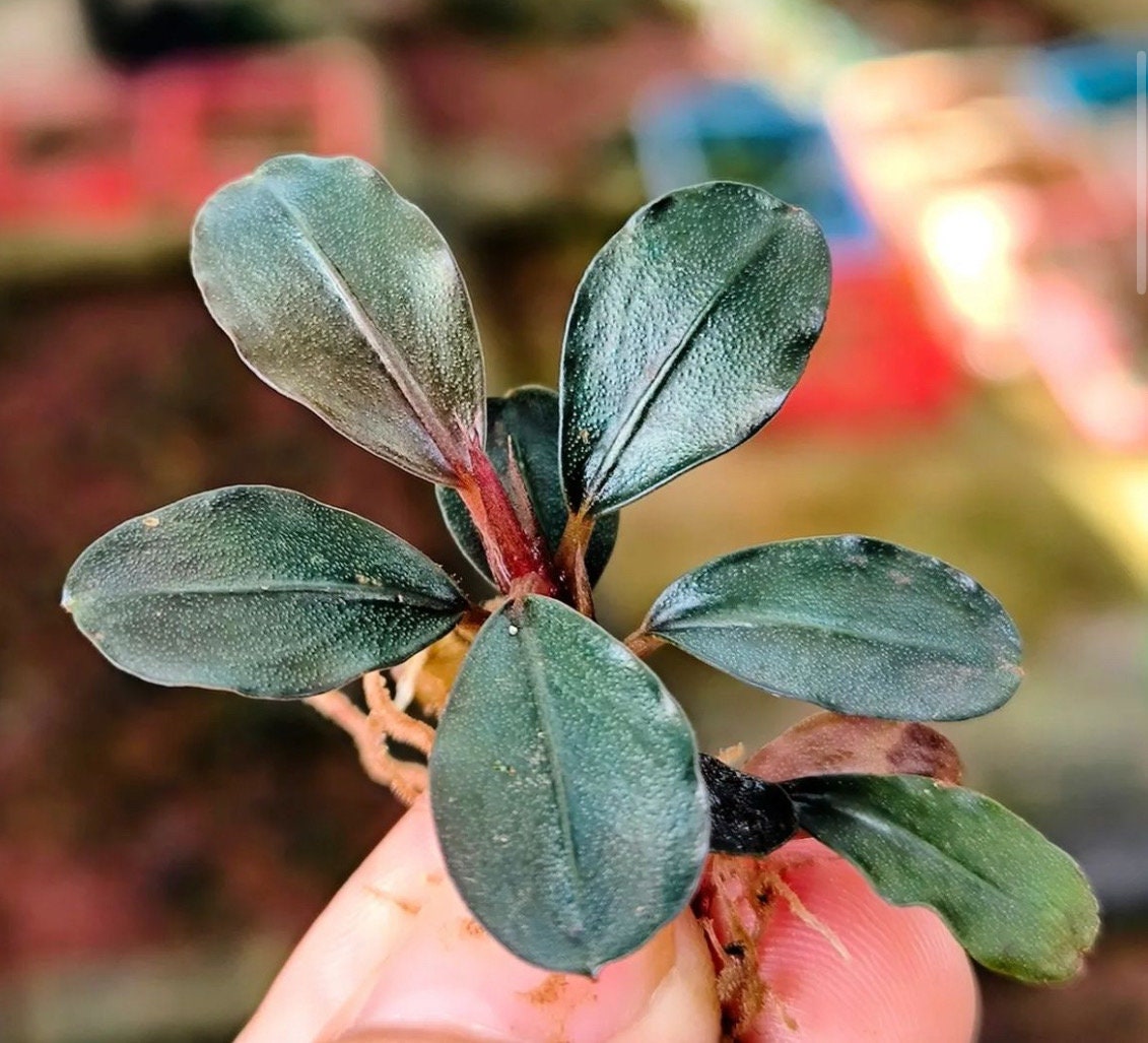 Bucephalandra sp.”Theia blue”Kn 【公式通販】