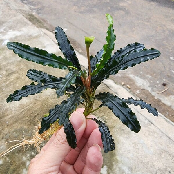 Bucephalandra Crocodile King | Aquatic Plant