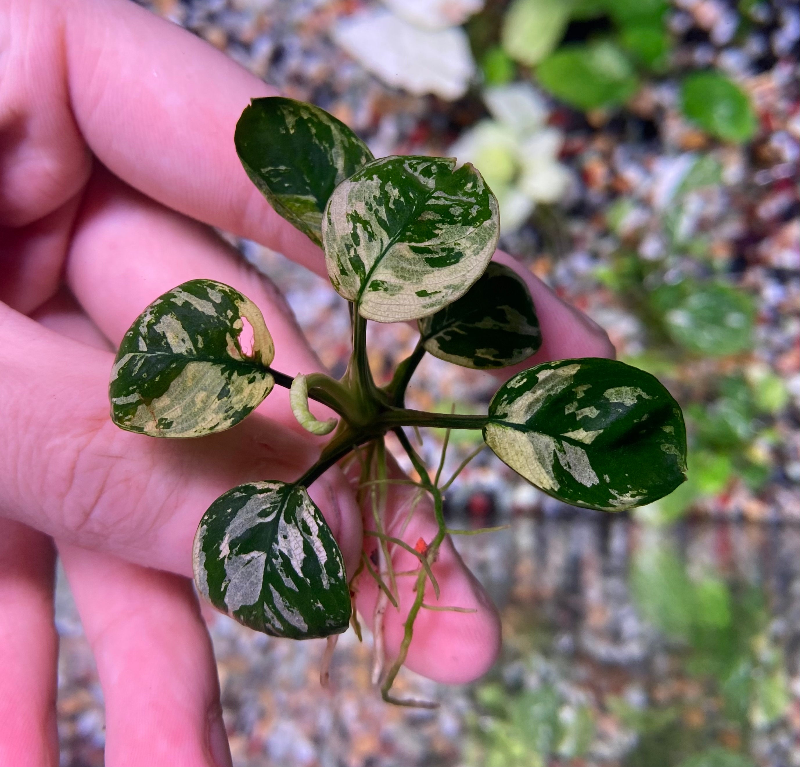 Anubias Variegated King - Etsy