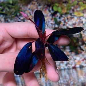 Bucephalandra Black Angel - Etsy