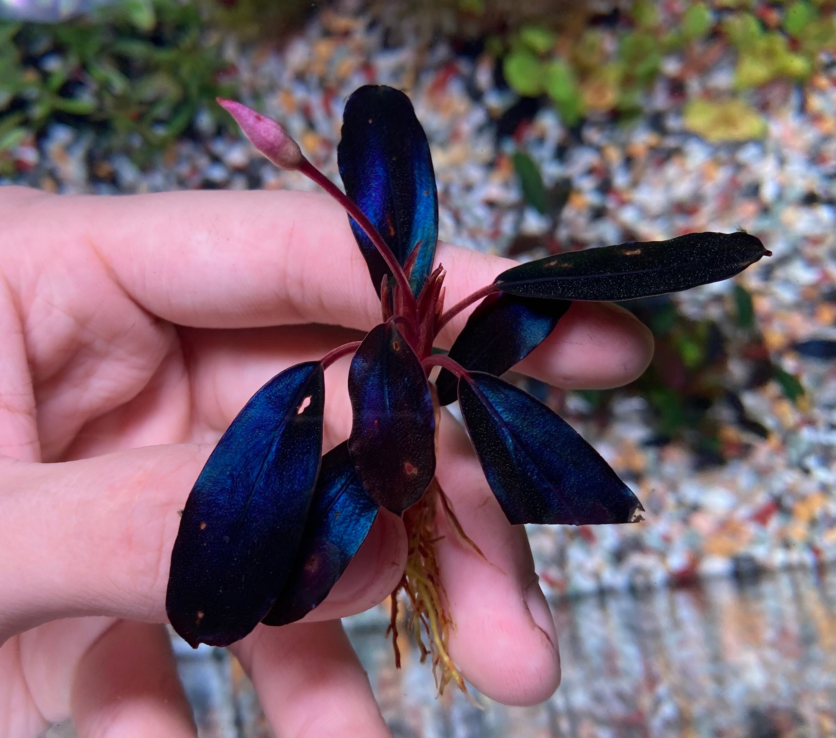 ブセファランドラ ダークエンジェル ブセファランドラ ダーク