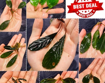 Affordable Bucephalandra | Unlabeled | (Read Description)